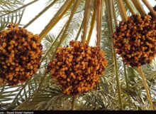 خرید حمایتی خرما به فوریت آغاز می‌شود