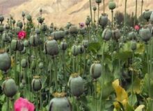 لزوم بازگشت ایران به کشت قانونی خشخاش برای تأمین مواد اولیه دارویی