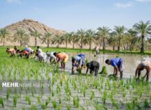 قیمت کالاهای اساسی امروز جمعه ۱۲ دی ۱۴۰۴ در بازار جهانی