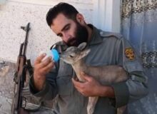 چوپان دماوندی بره وحشی را از طبیعت گرفت؛ تلاش برای بازگرداندن به مادر نافرجام ماند