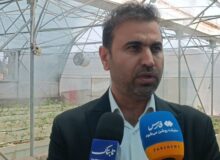 توزیع مرغ تنظیم بازار با قیمت ۲۶۰ هزار تومان در مصلی نماز جمعه پردیس